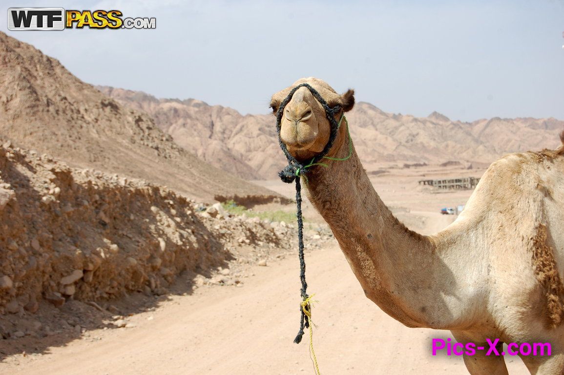 Hot travel sex movie from Egypt: Day 3 - Mountains, camels and fucking - Porn Weekends - Image 27